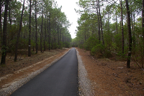 Dans les Landes près de Biscarosse