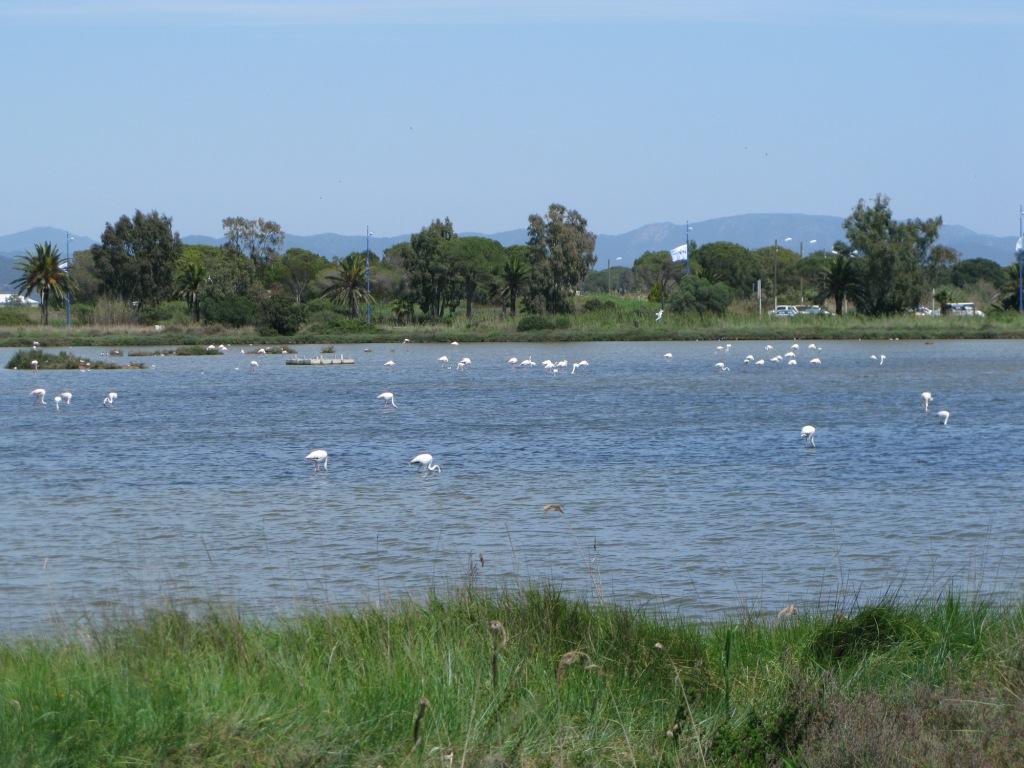 en compagnie des flamands