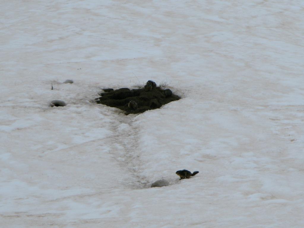 Marmottes au Vallon de Crachet (Vars)