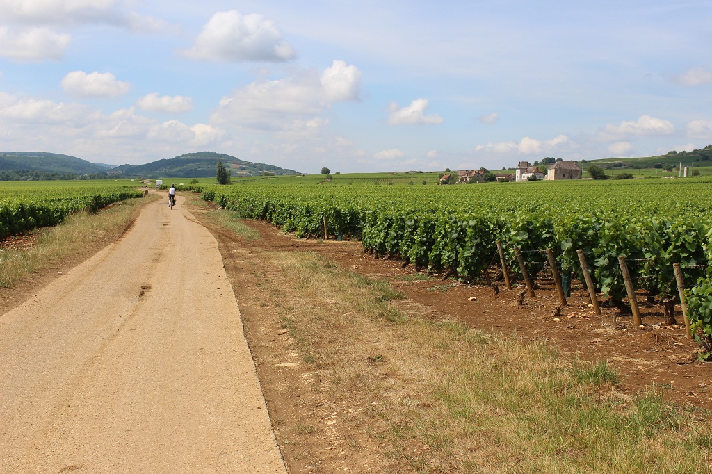 La véloroute "Voie des Vignes". Petite route partagée essentiellement avec les vignerons.