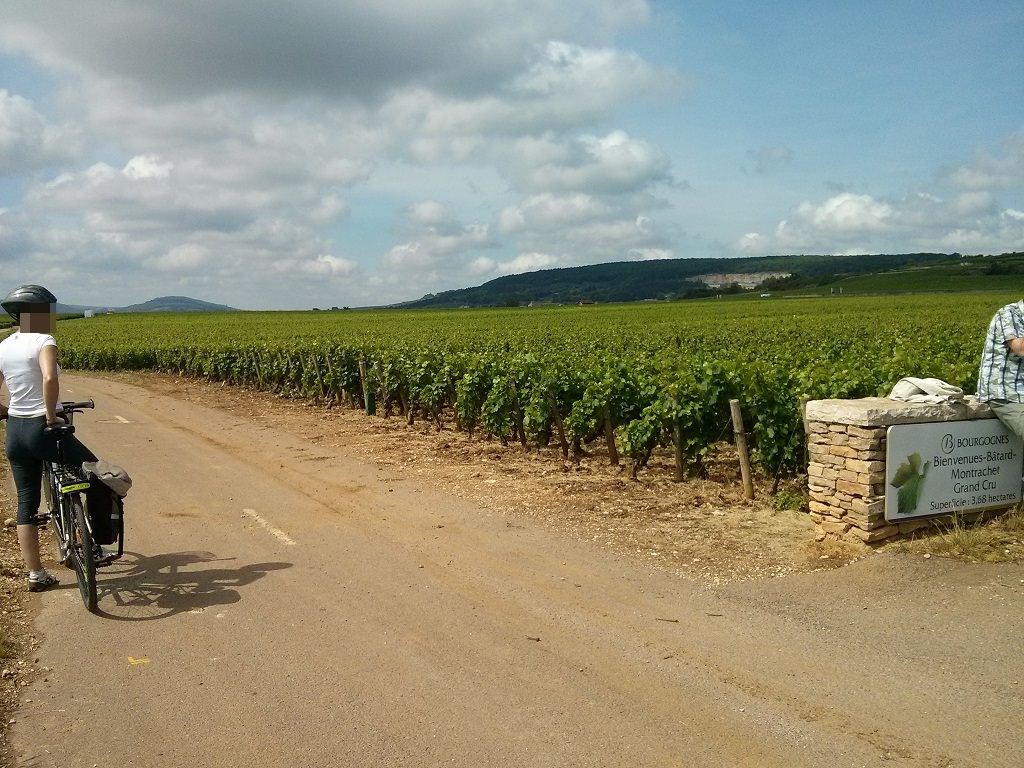 Sur la Voie des Vignes...