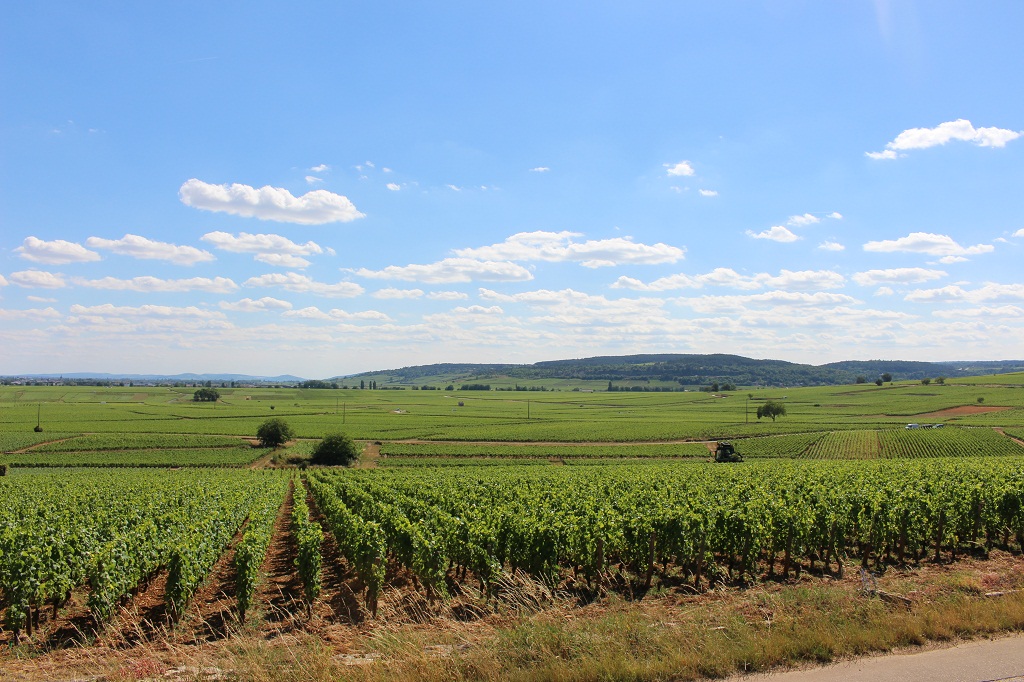 Dans les vignes entre Aloxe-Corton et Pernand-Vergelesses.