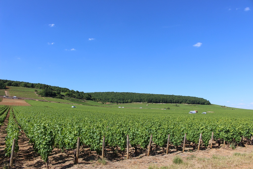 Dans les vignes, entre Pernand-Vergelesses et Savigny-lès-Beaune.
