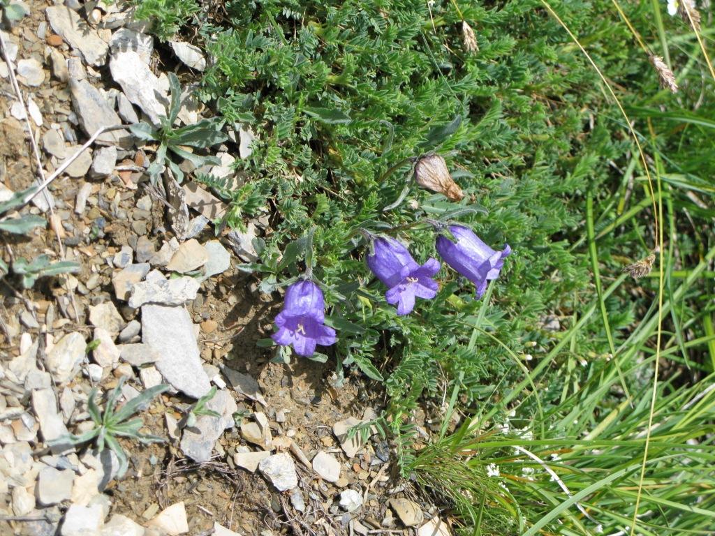 campanules