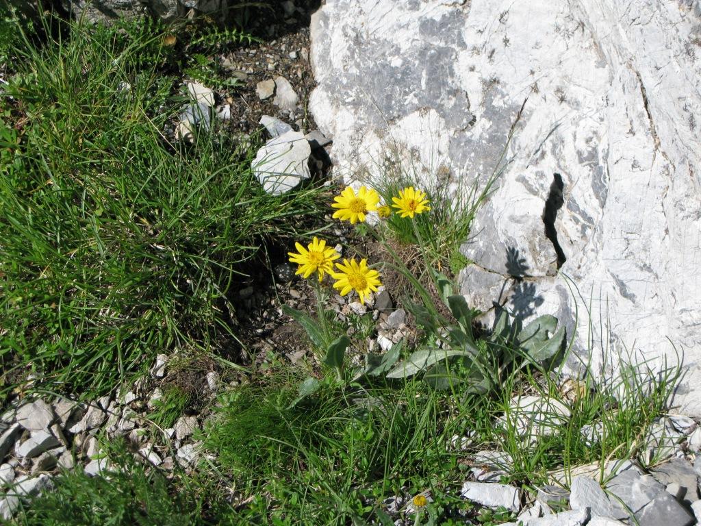 arnica montana