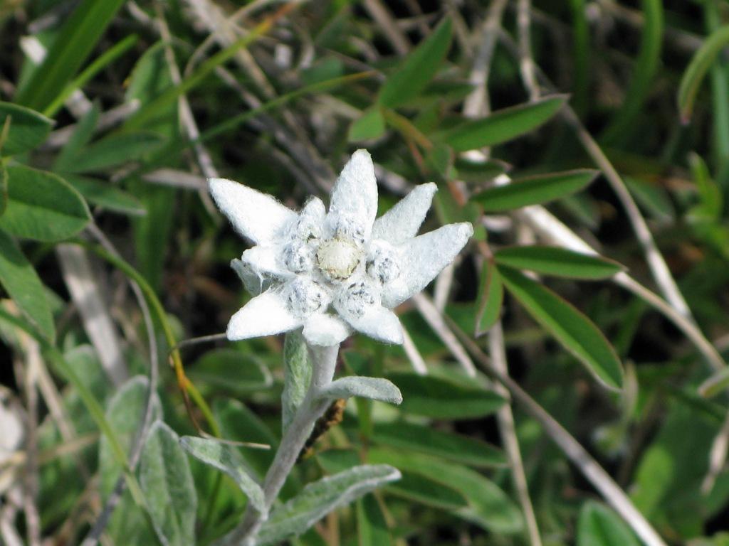 edelweiss