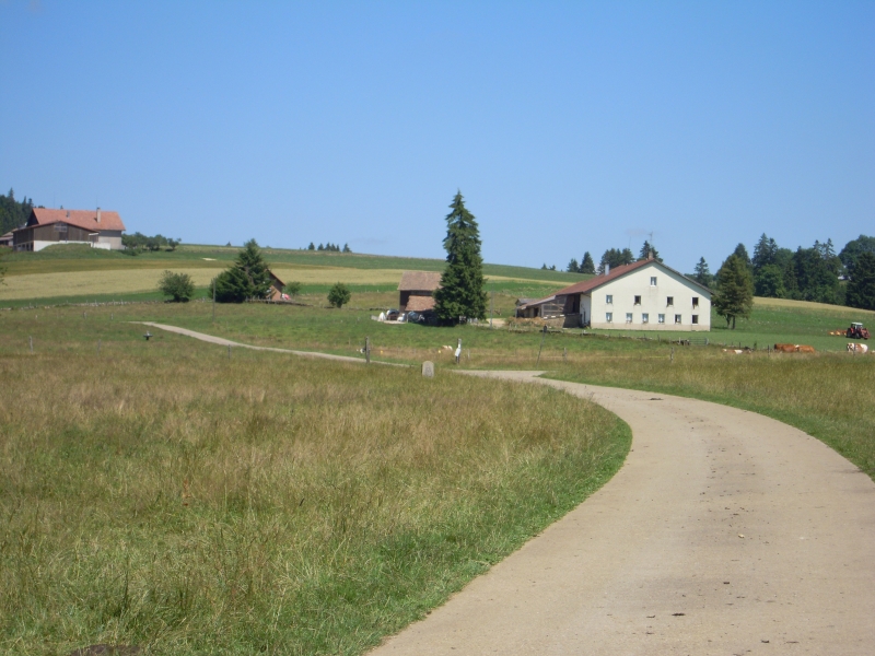 Paysage bucolique