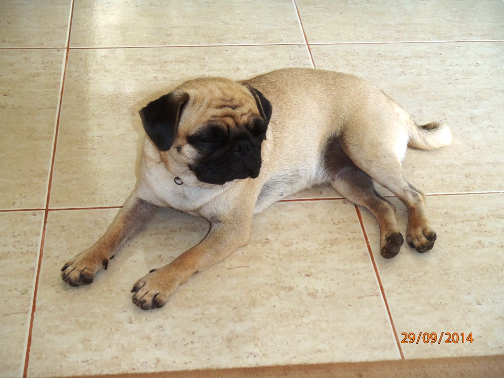 P9293228_chien_du_norvegien.JPG