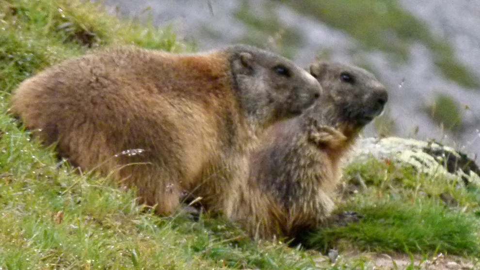20b marmottes  05.jpg