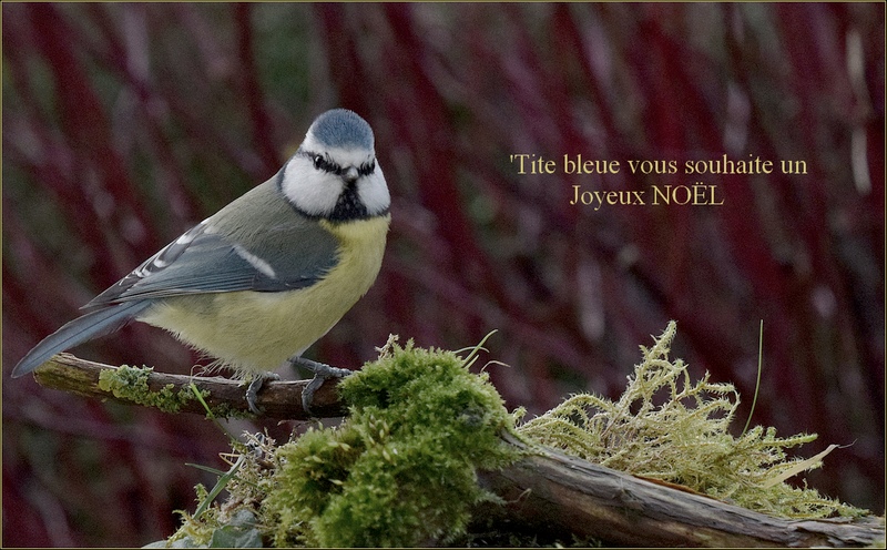 Joyeux Noël Forum CC.jpg