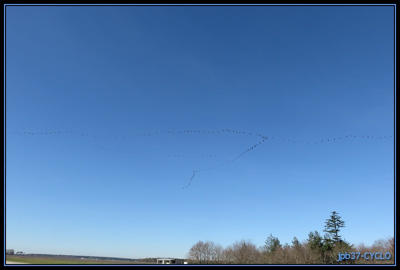 Un vol de grues