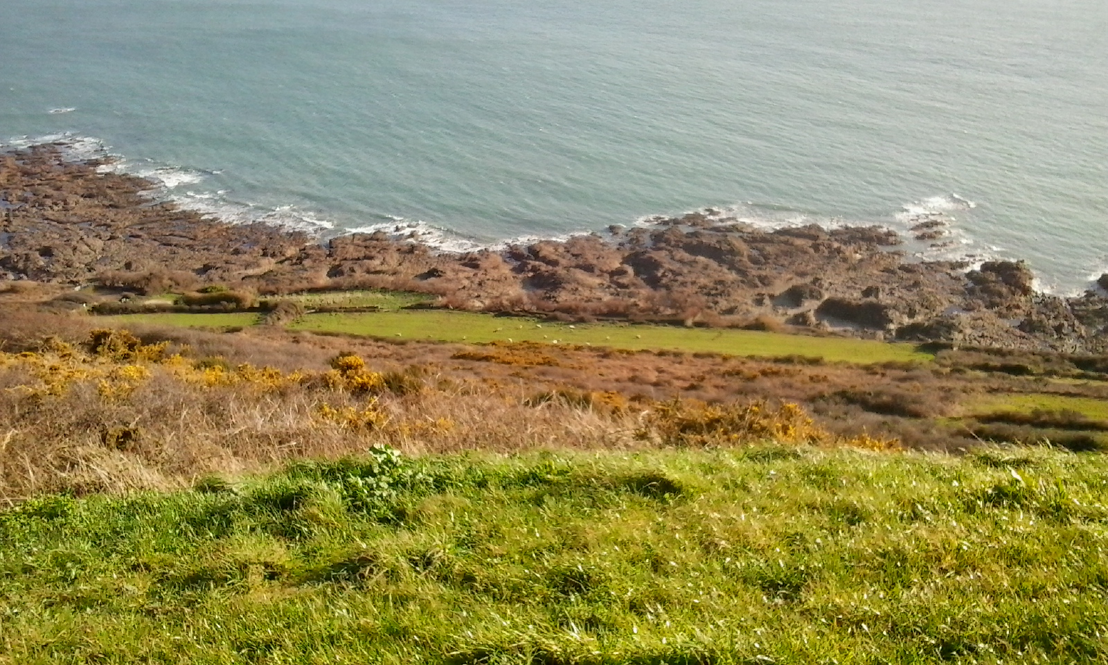 Les moutons ont vue sur mer pour le déjeuner