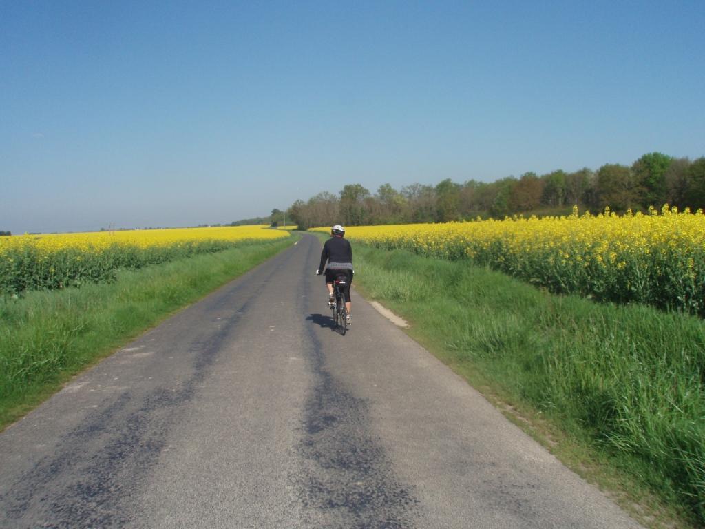 à travers les champs de Colza