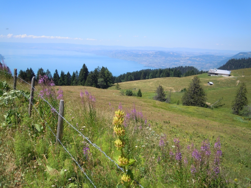 Au sommet, vue sur le Léman