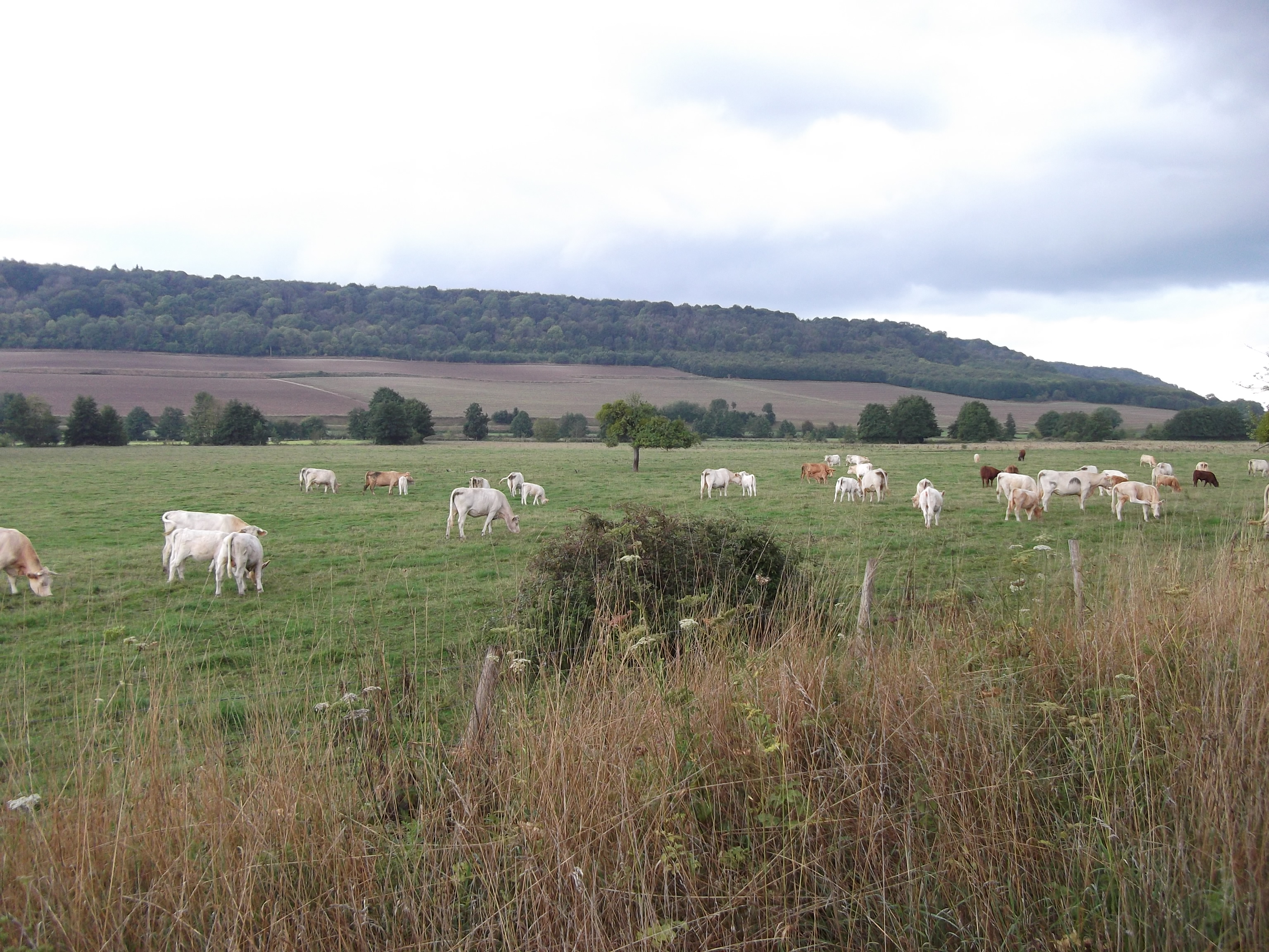Photo de vaches