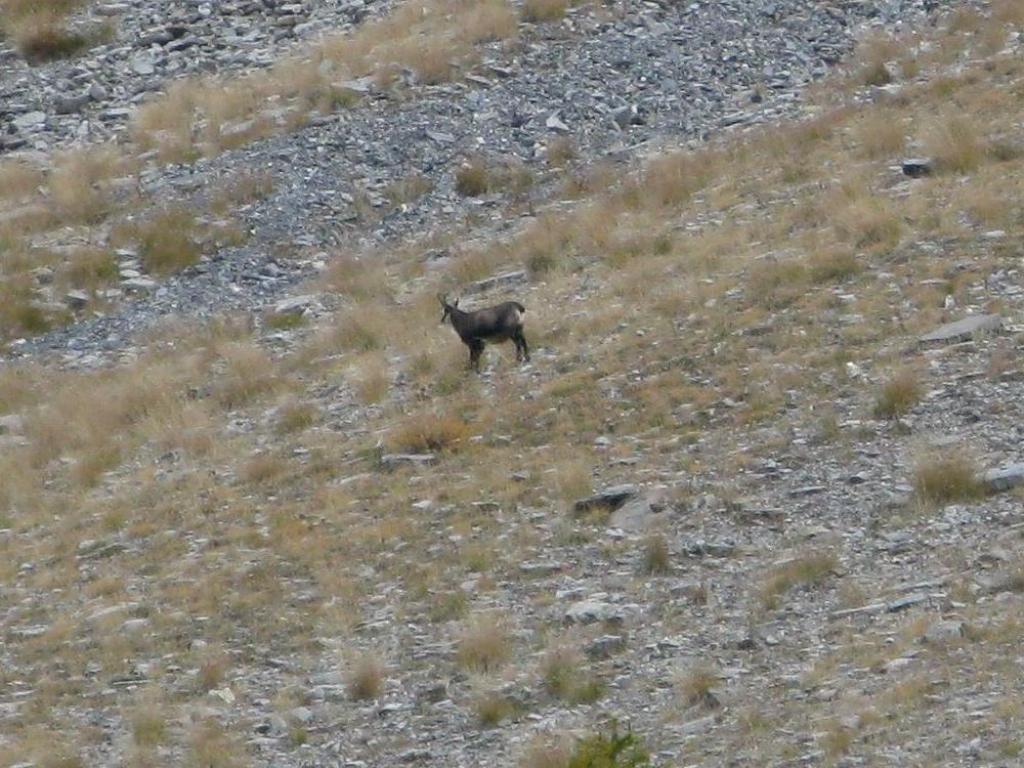 Chamois zoommé