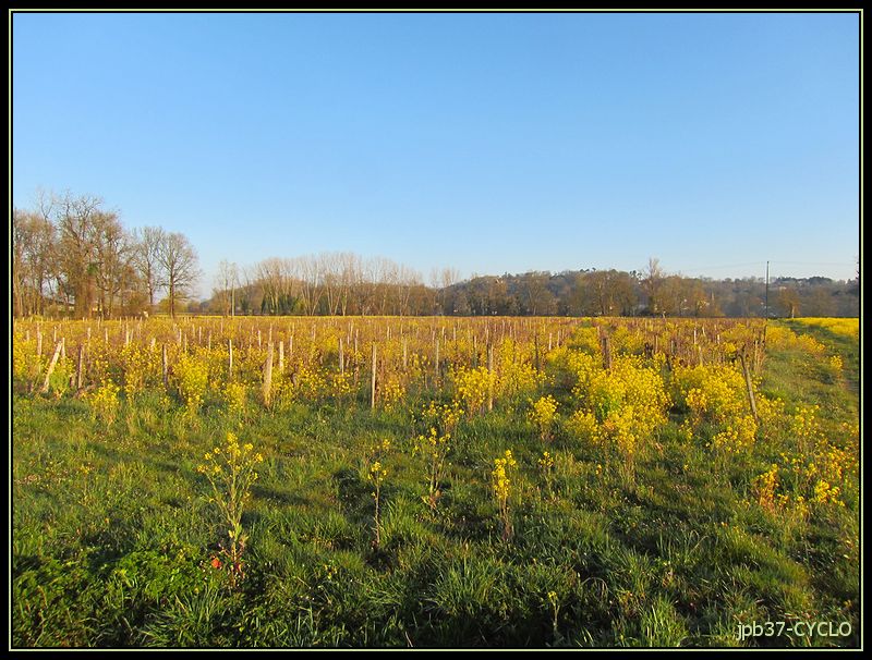 vignes ou colza?
