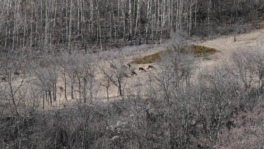 Mouflons