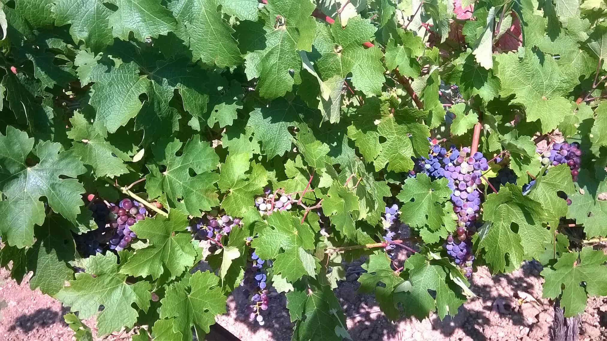 cabernet à Cabrol.jpg