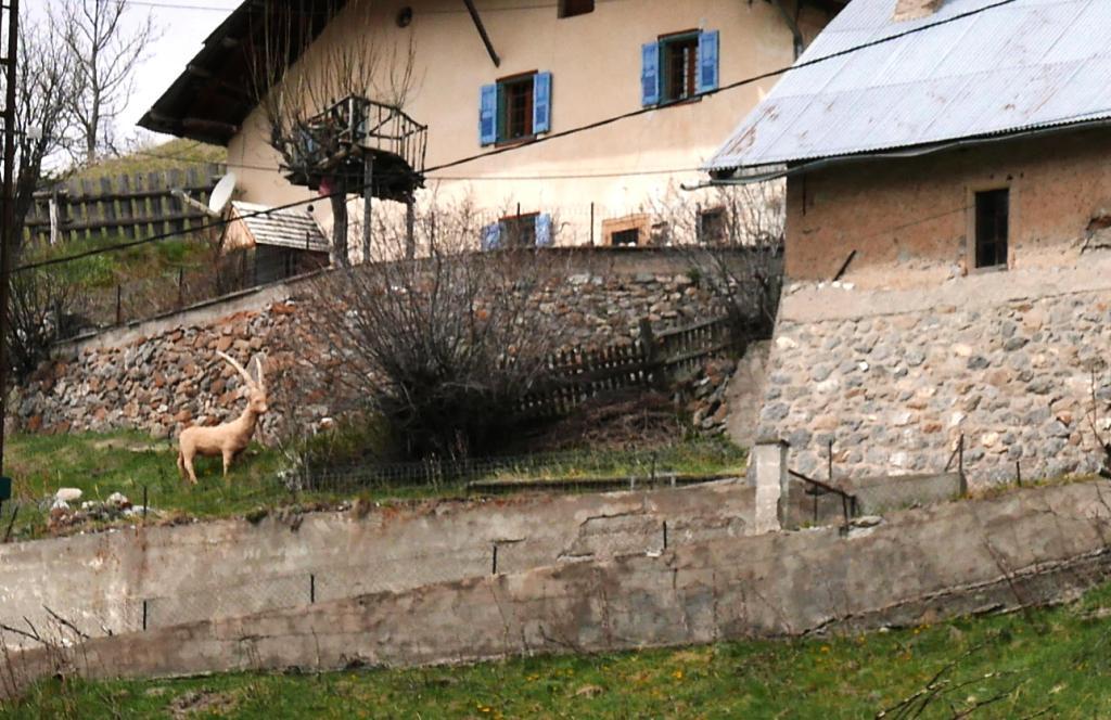 sculpture bouquetin