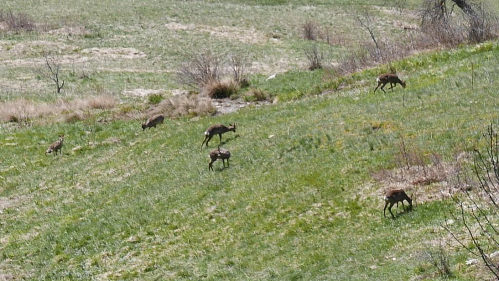 rencontre chevreuils