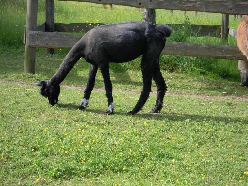 Lamas à Vermes