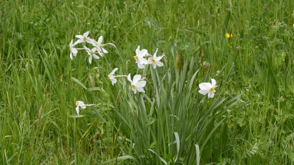 Narcisses, aux Gourniers de Réallon (H-A.)