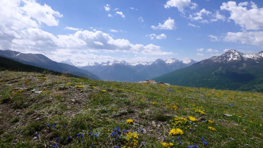 Montagne abondamment fleurie