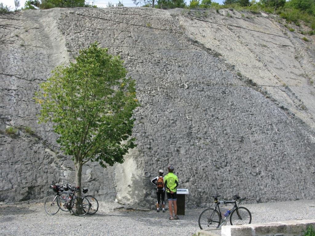 dalle aux ammonites
