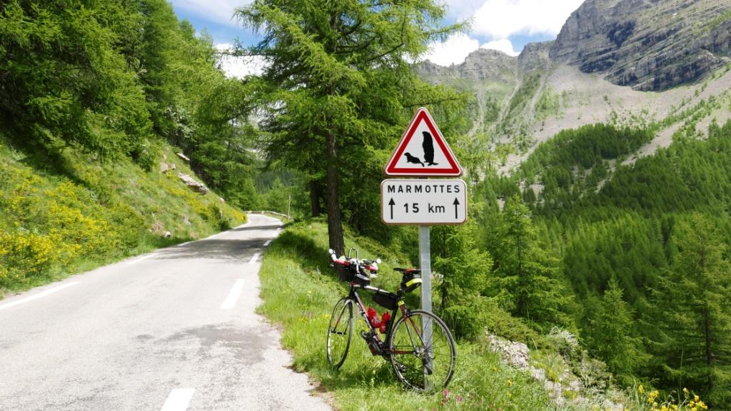 Danger : bêtes -très- sauvages !!