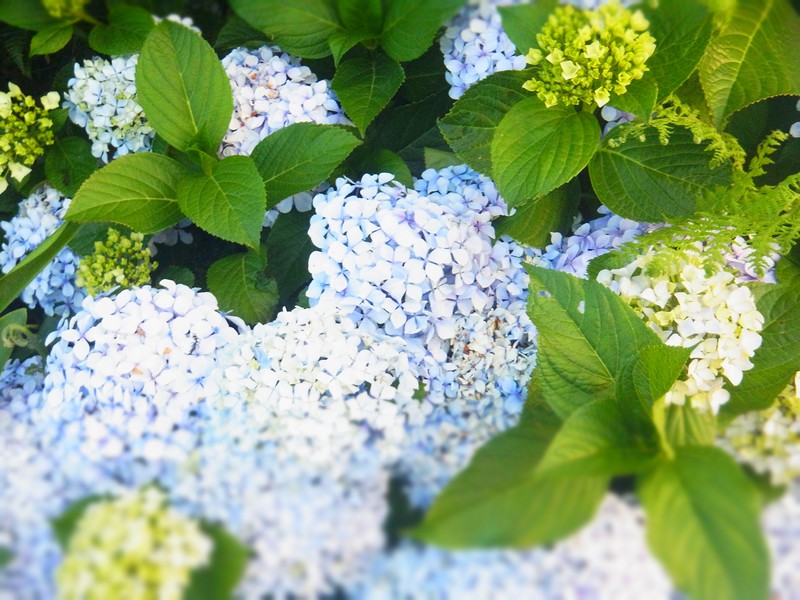 Des hortensias, que j'ai trouvé tout au long du parcours
