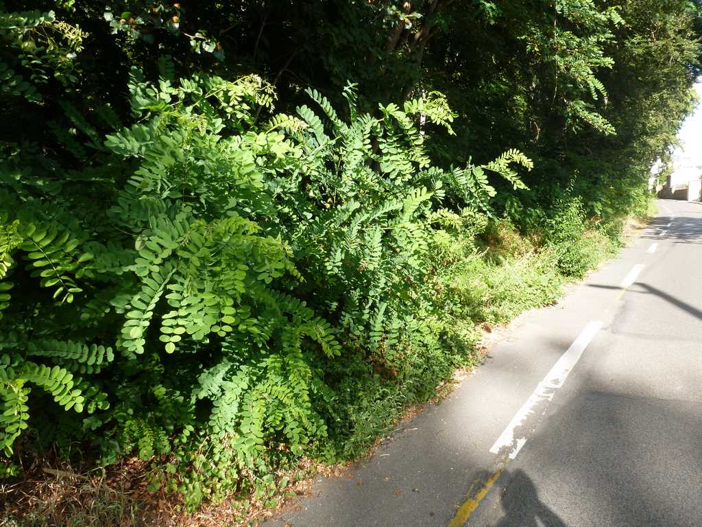 P1020246.JPG
