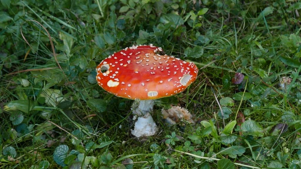 NON ! celui-là on ne le mange pas !!