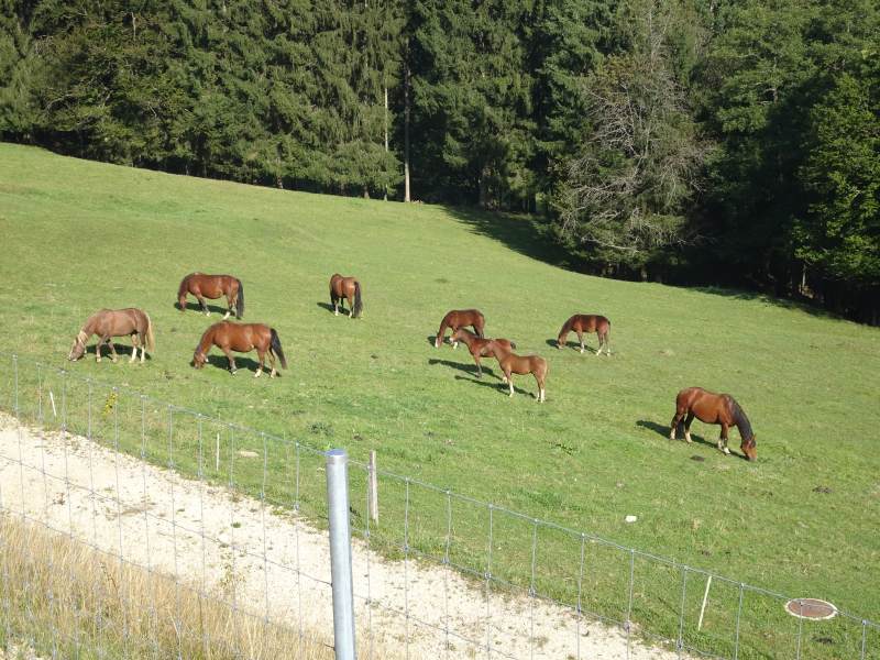 En attendant les chevaux-vapeur, les vrais