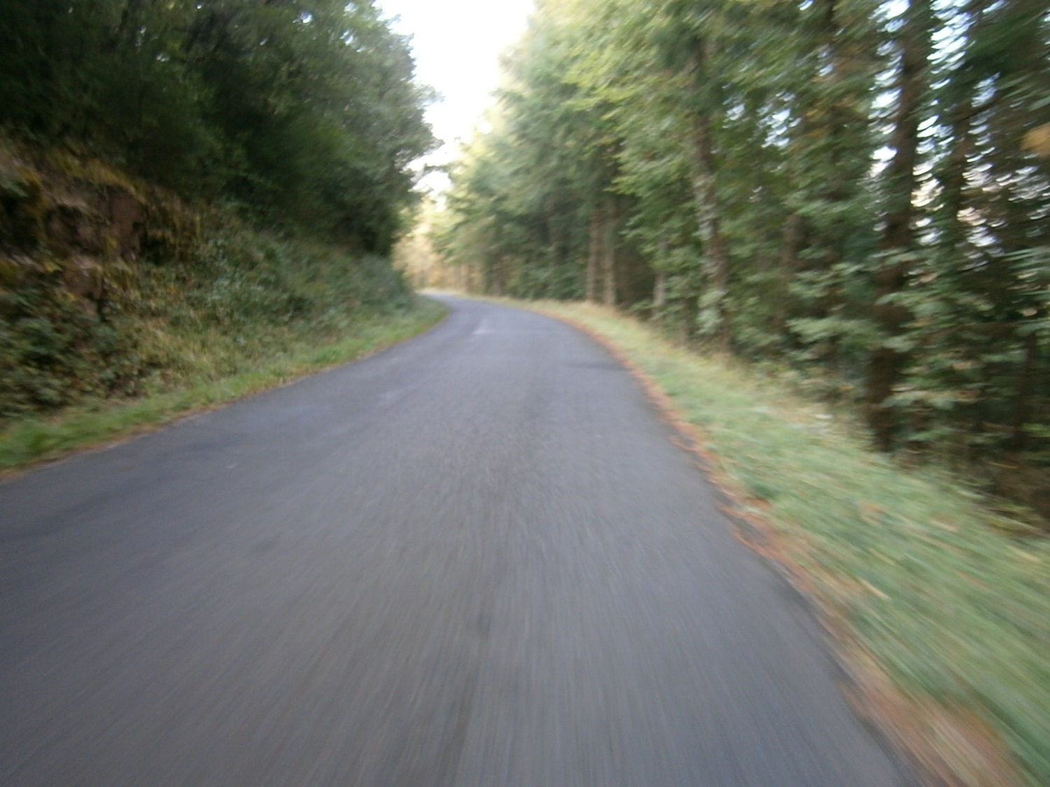 Le bois de Ginestoux
