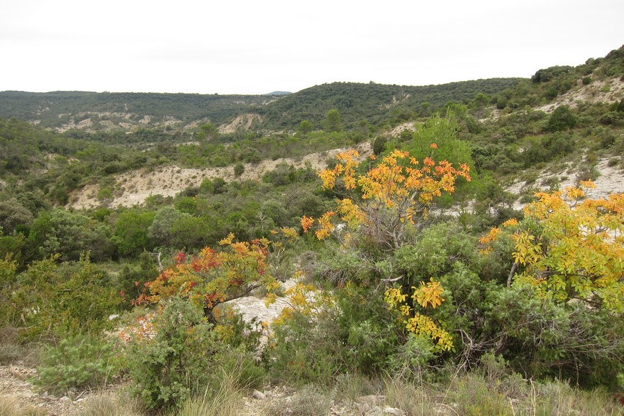 Touches de couleurs dans la garrigue sur le causse de Pompignan