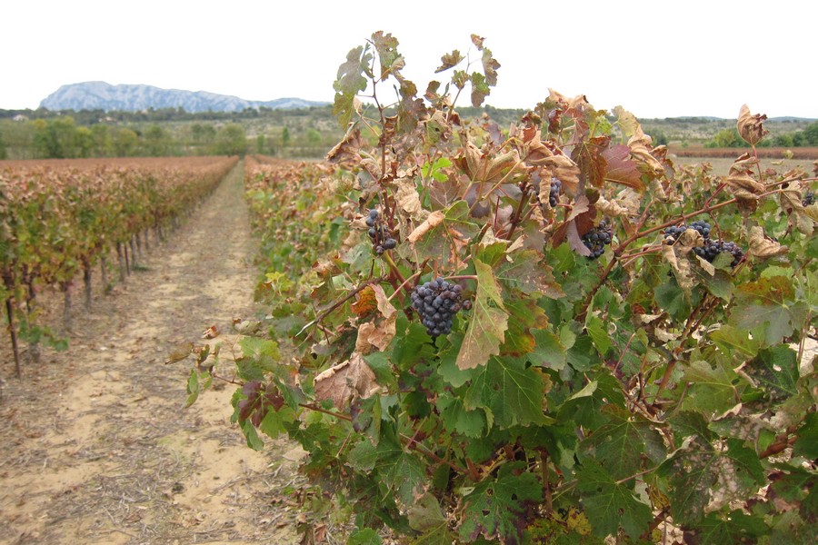 Raisins en attente de vendange tardive adevant le Pic St Loup