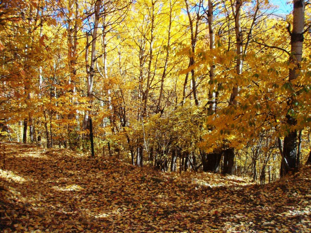 PA290016.JPG