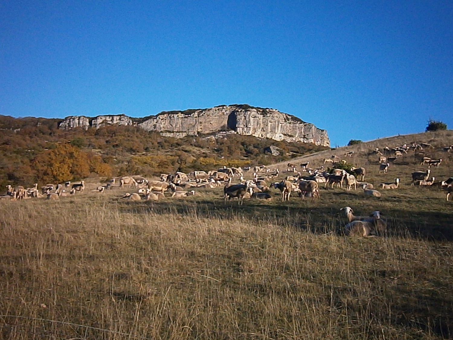 Les rochers de la Pascalerie qui marque la fin de l'extension SO du Larzac. Les brebis s'y prennent un peu pour des rochers