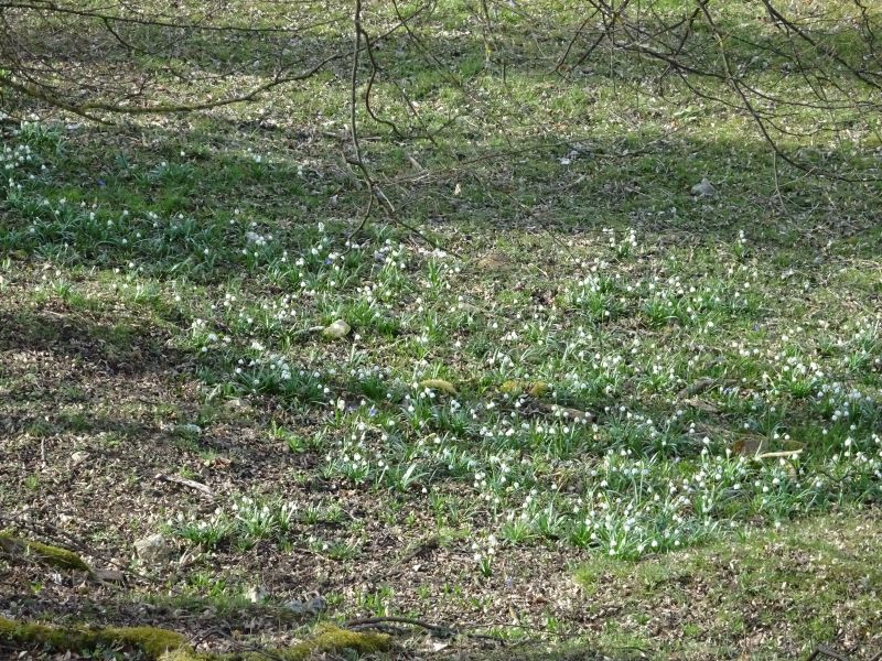 Berlincourt : pré fleuri