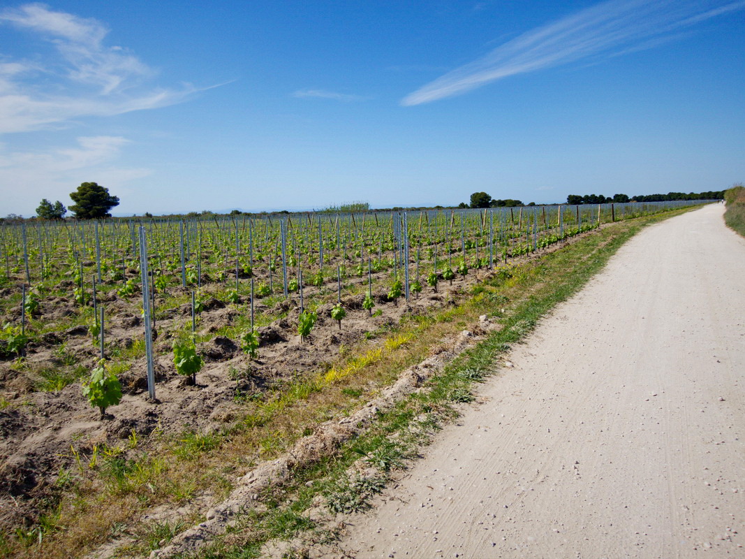Beau chemin "gravel" en quittant Aigues-Mortes vers le Fort de Peccais, au milieu des vignes.