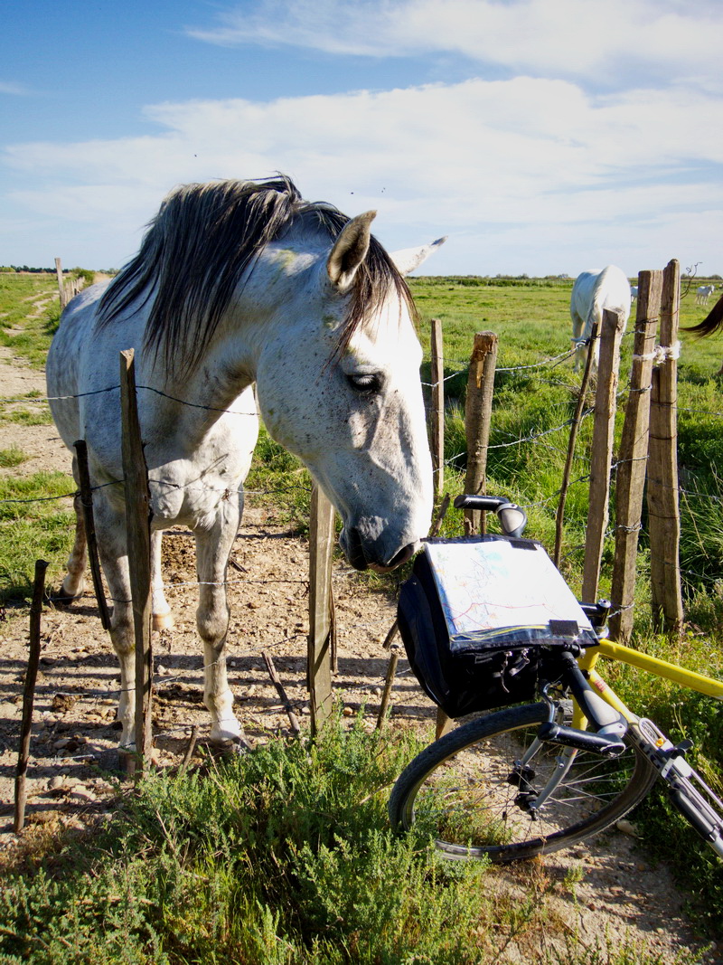 En recherche d'itinéraire me permettant de retrouver une route, je me trouve dasn une prairie dont les chevaux sont curieux. Je renoncerai à traverser leur enclos. Il me faudra trouver un autre passage...