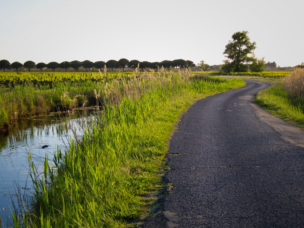 Charmante petite route pour rentrer sur Aigues-Mortes dans la lumière du soir.