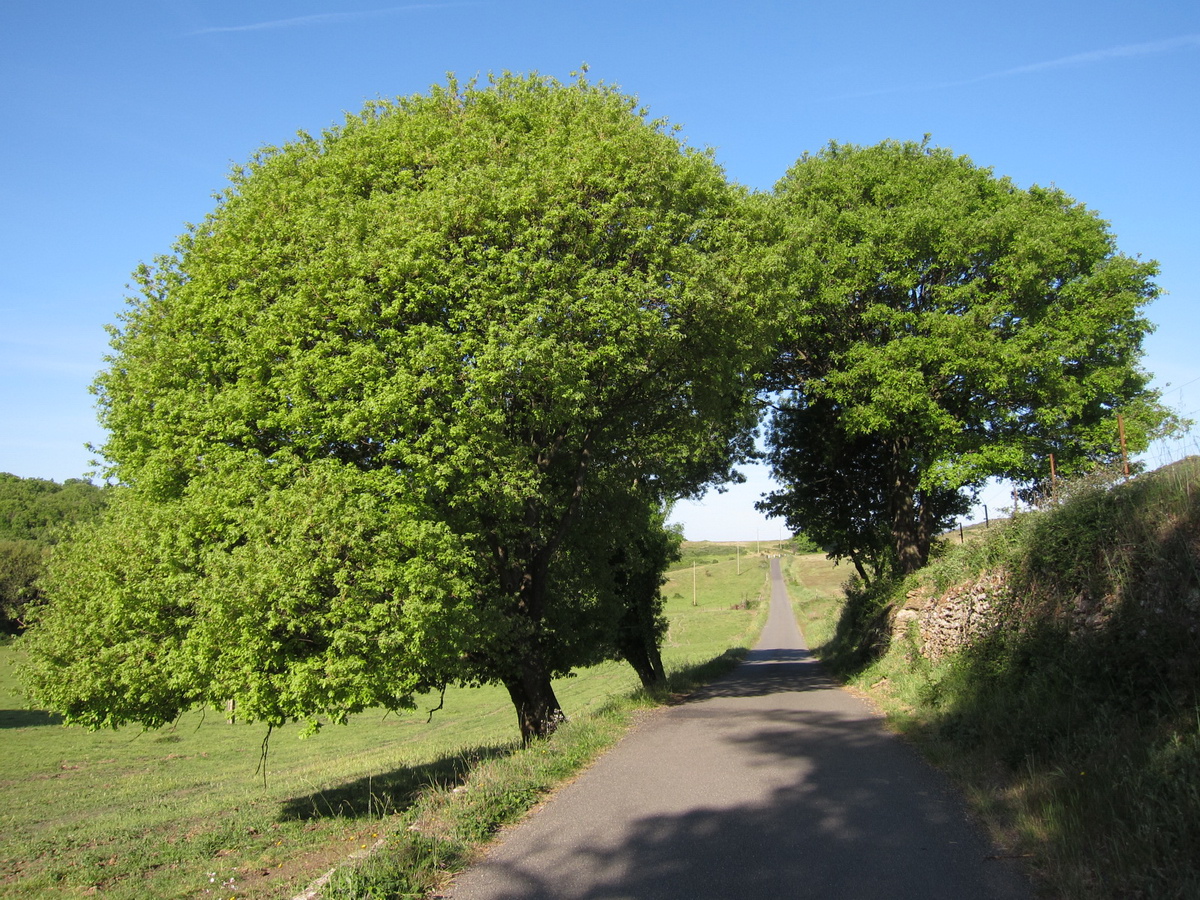 Le plateau avant de redescendre dasn les vignes