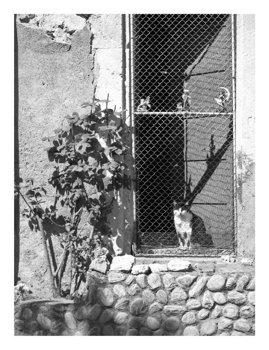 Le chat prisonnier