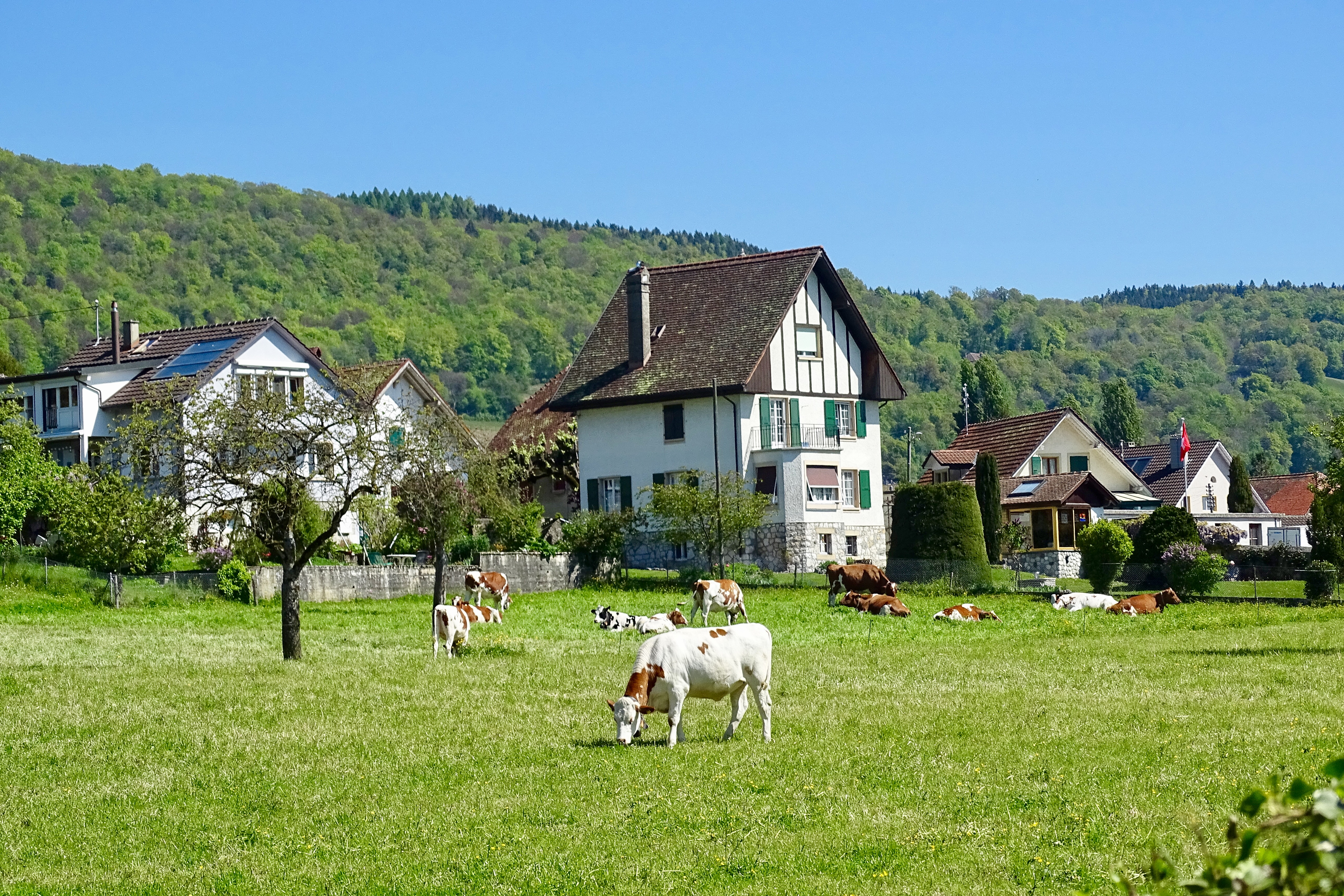 Les maisons, les cloches des vaches, les montagnes... c'est très exotique pour moi !