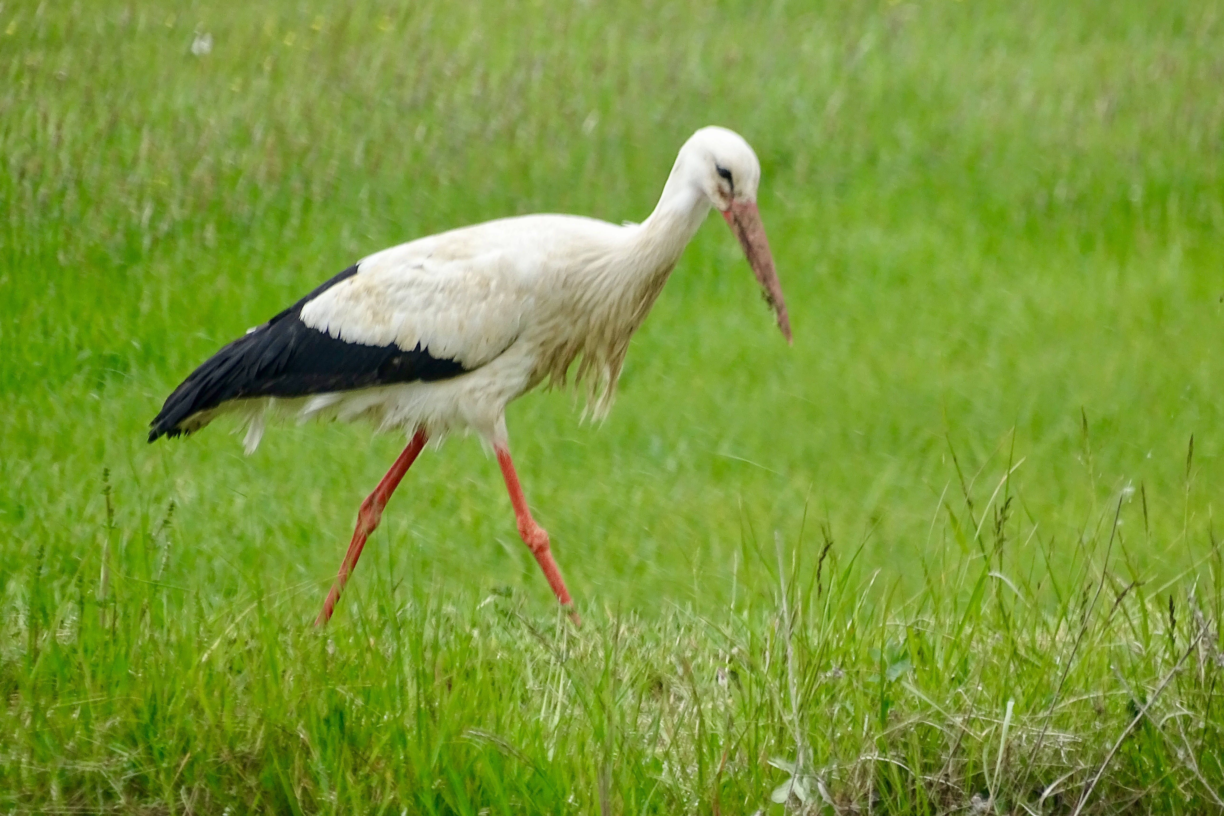 Une cigogne !!!