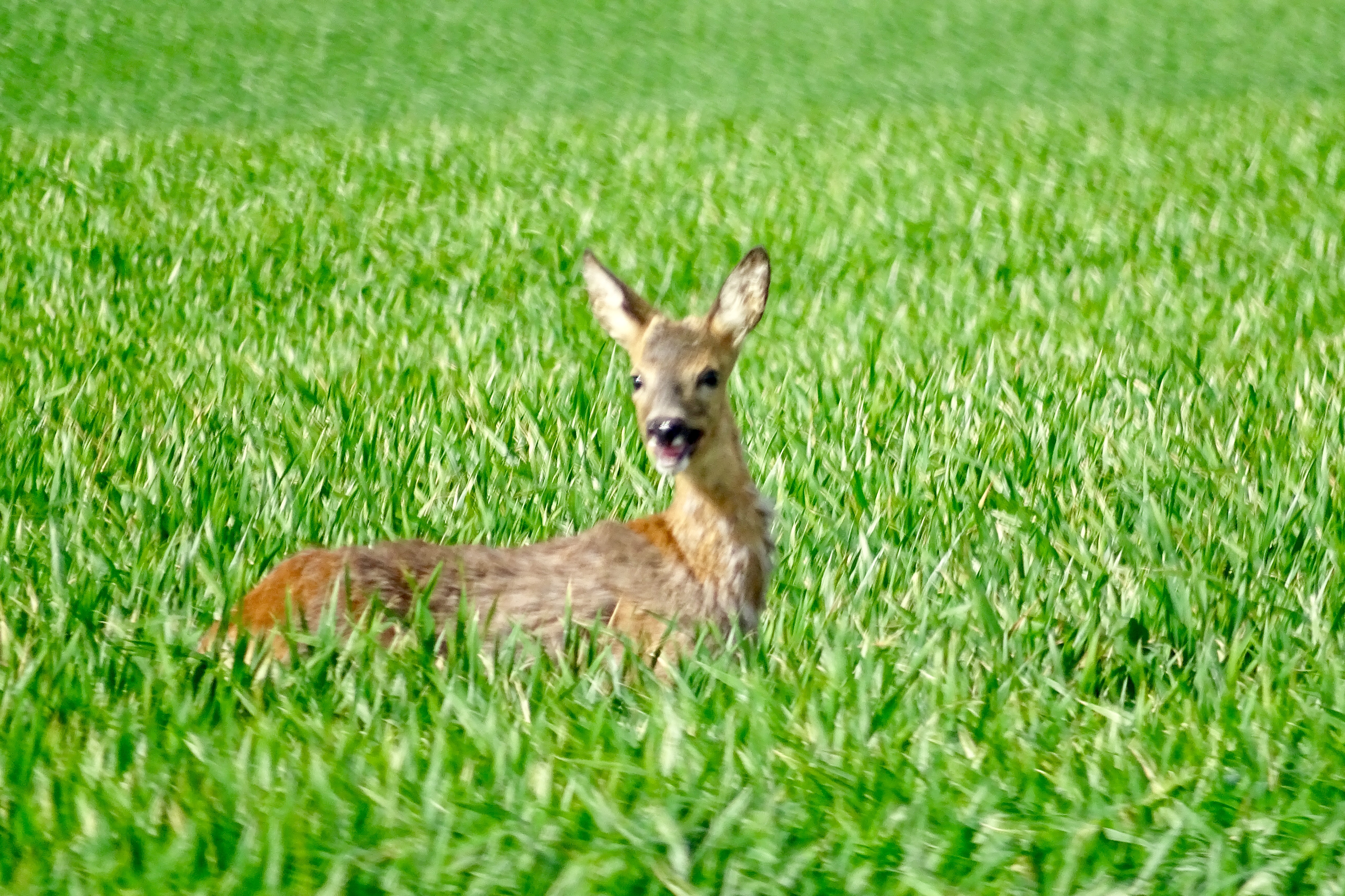 Un Bambi !!!