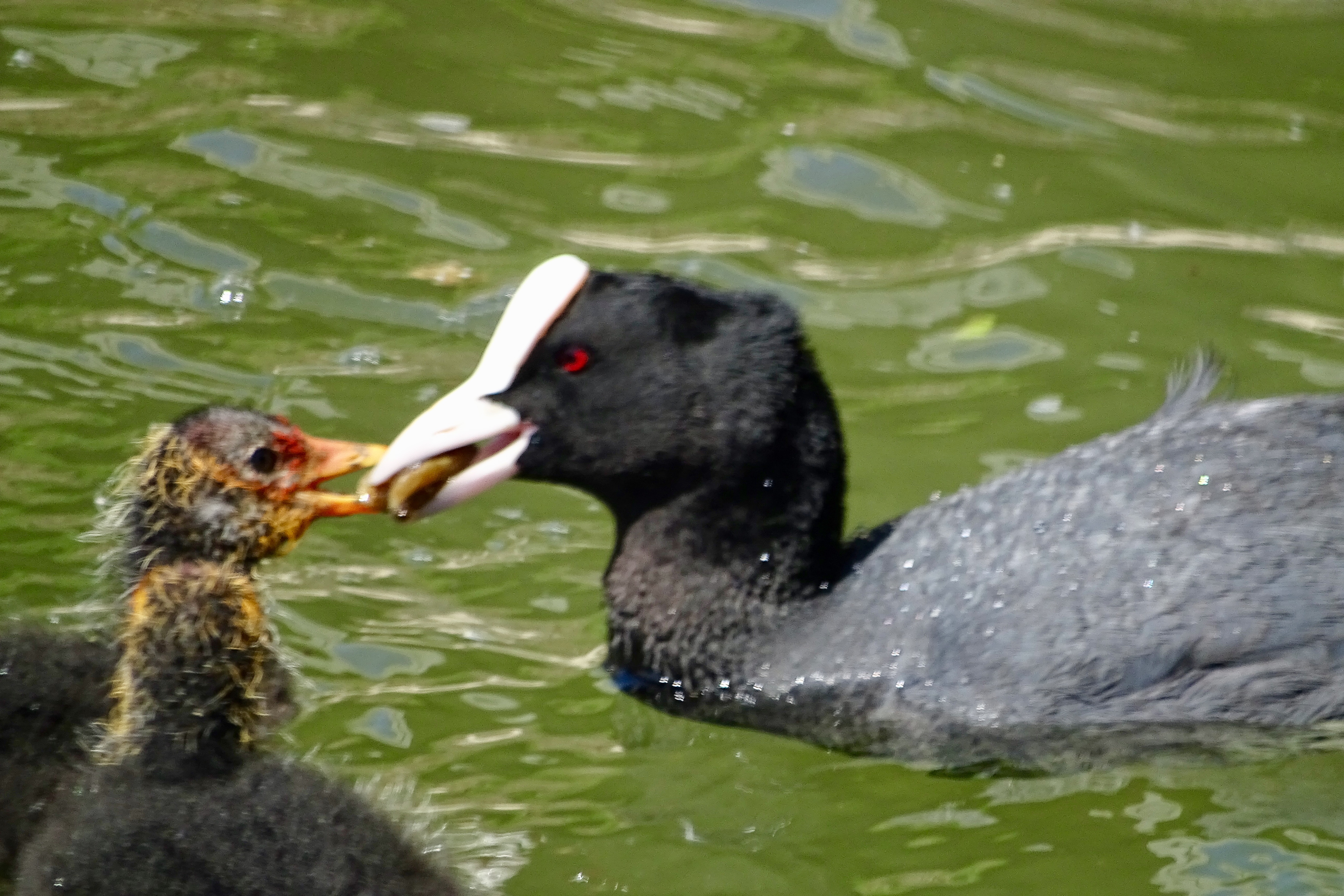Sur un petit lac quelque part dans le Nird, une maman foulque et son petit