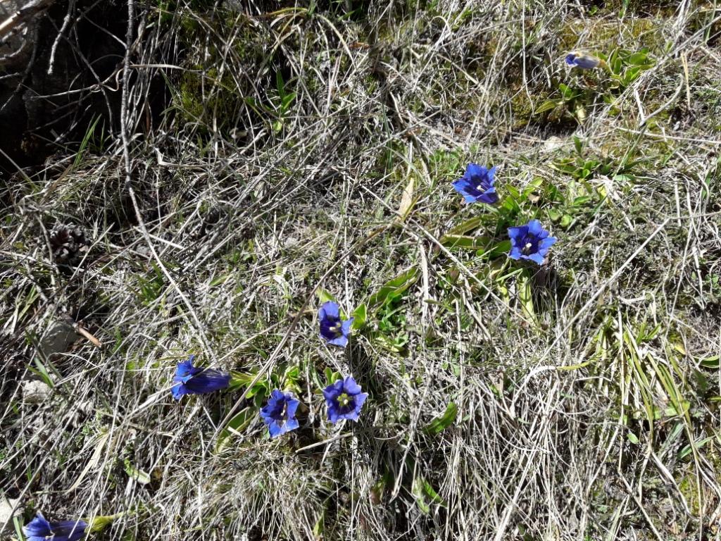 gentianes bleues